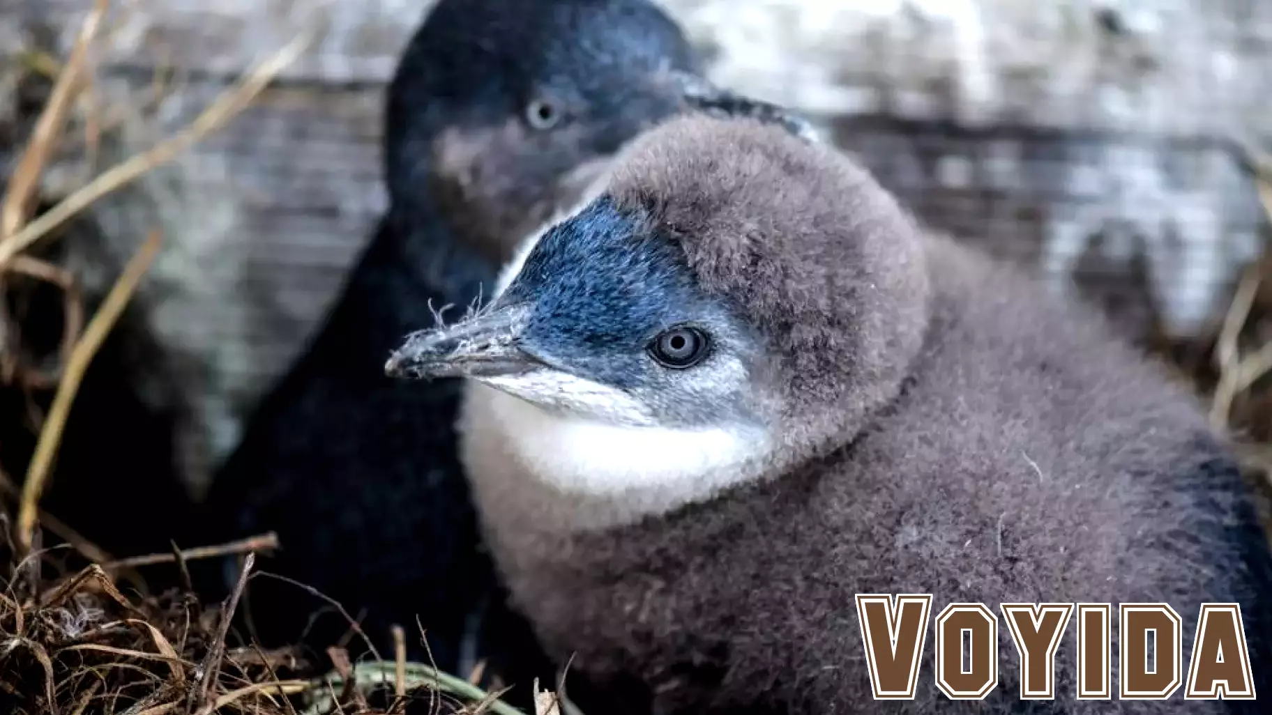 Little Penguins Under Pressure from Climate Change